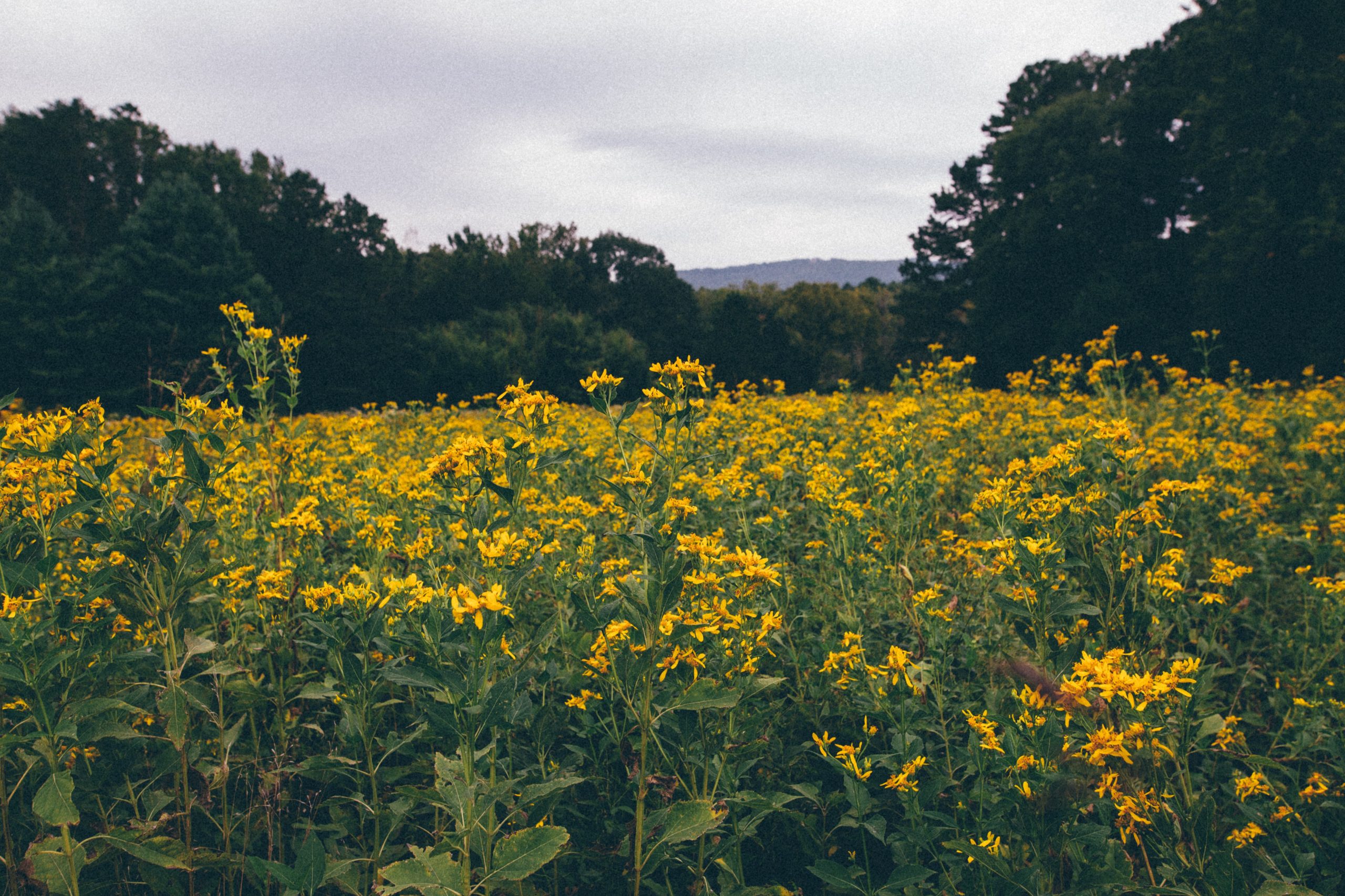 Pexels.com - Kelly Lacy