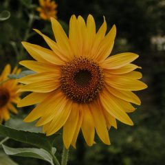 CIS @ SCC  – Wild Flowers